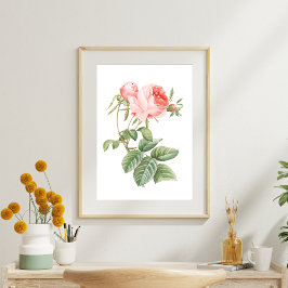 Roze Redouté Roos Tissuepapier