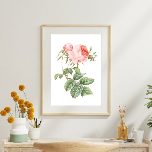 Roze Redouté  Roos Tissuepapier