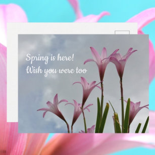 Roze Regen Lilies Springtime Ontbrekend u Briefkaart