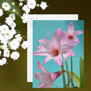 Roze regenlelies Fotografische bloemen Aqua blauw Briefkaart