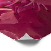 Roze Rhodeodendron Bloesems in Lentezonneschijn Poster (Hoek)
