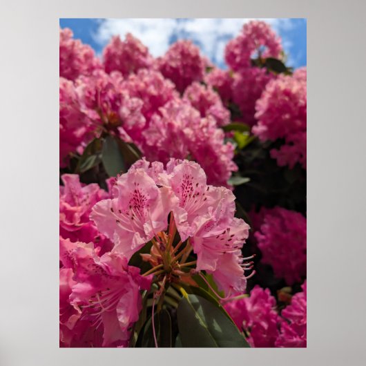 Roze Rhodeodendron Bloesems in Lentezonneschijn Poster (Voorkant)
