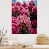 Roze Rhodeodendron Bloesems in Lentezonneschijn Poster (Keuken)