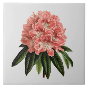 Roze Rhododendron Aangepaste kleurenafbeelding 6x6 Tegeltje