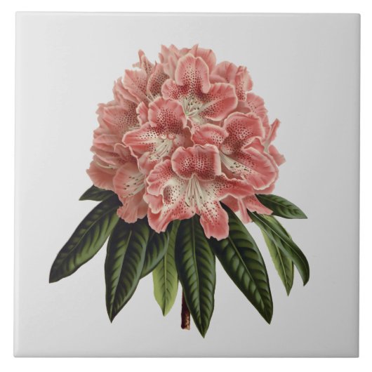 Roze Rhododendron Aangepaste kleurenafbeelding 6x6 Tegeltje (Voorkant)