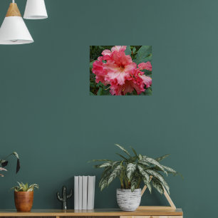 Roze Rhododendron Bloem Bloemfotografie Poster