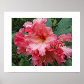 Roze Rhododendron Bloem Bloemfotografie Poster (Voorkant)