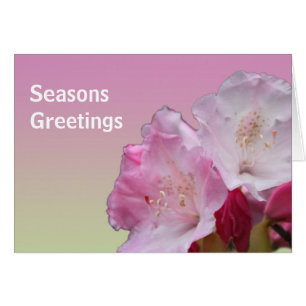 roze rhododendron bloemen kruipen groeten