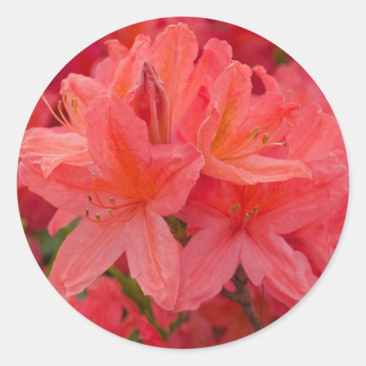 Roze Rhododendron Bloemventilatoren Stickers (Voorkant)
