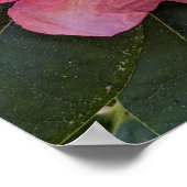Roze Rhododendron Bloesem Bloemen Poster (Hoek)