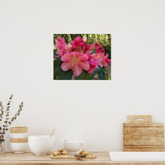Roze Rhododendron Bloesem Bloemen Poster (Keuken)