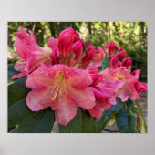 Roze Rhododendron Bloesem Bloemen Poster (Voorkant)