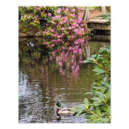 Roze Rhododendron Bloesems Waterreflectie Foto Afdruk