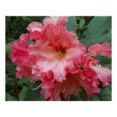 Roze Rhododendron Blooms Floral Perfect Poster (Voorkant)
