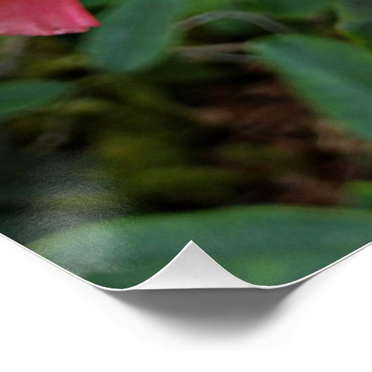 Roze Rhododendron Blooms Floral Perfect Poster (Hoek)