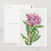 Roze Rhododendron Botanische Illustratie Briefkaart (Voorkant / Achterkant)