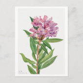 Roze Rhododendron Botanische Illustratie Briefkaart (Voorkant)