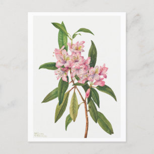 Roze Rhododendron Botanische Illustratie Briefkaart