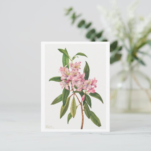 Roze Rhododendron Botanische Illustratie Briefkaart (Staand voorkant)