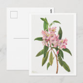 Roze Rhododendron Botanische Illustratie Briefkaart (Voorkant / Achterkant)