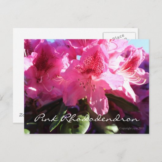 roze rhododendron briefkaart (Voorkant / Achterkant)