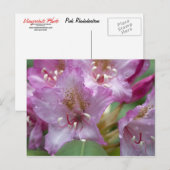 Roze Rhododendron Briefkaart (Voorkant / Achterkant)