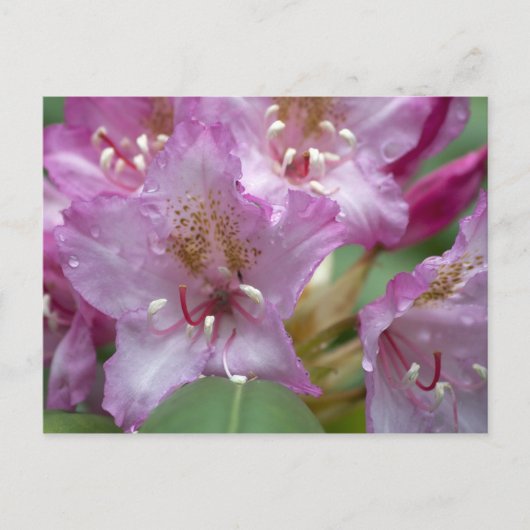 Roze Rhododendron Briefkaart (Voorkant)