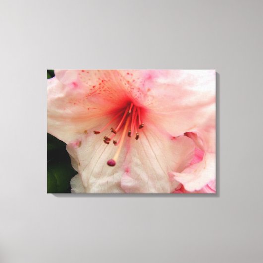 roze rhododendron canvas afdruk (Voorkant)