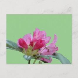 Roze Rhododendron Close Up Cust. BG DIY-Briefkaart Briefkaart