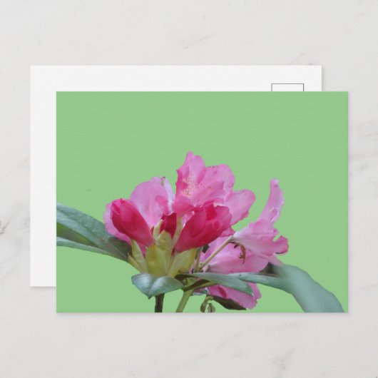 Roze Rhododendron Close Up Cust. BG DIY-Briefkaart Briefkaart (Voorkant / Achterkant)