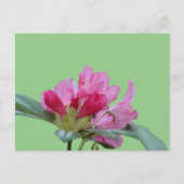 Roze Rhododendron Close Up Cust. BG DIY-Briefkaart Briefkaart (Voorkant)