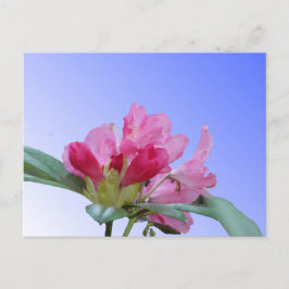 Roze Rhododendron Close Up DIY Briefkaart