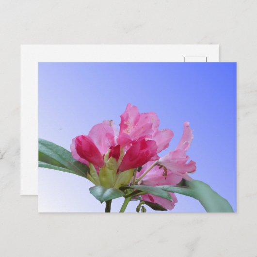 Roze Rhododendron Close Up DIY Briefkaart (Voorkant / Achterkant)