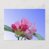 Roze Rhododendron Close Up DIY Briefkaart (Voorkant)