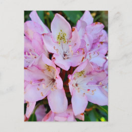 Roze Rhododendron Flower Briefkaart