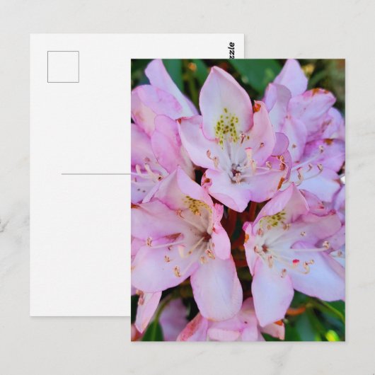Roze Rhododendron Flower Briefkaart (Voorkant / Achterkant)