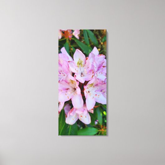 Roze Rhododendron Flower Canvas Afdruk (Voorkant)