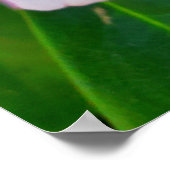 Roze Rhododendron Flower Poster (Hoek)