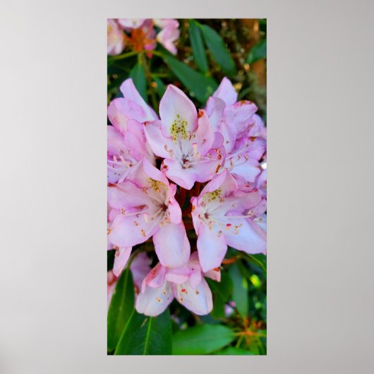Roze Rhododendron Flower Poster (Voorkant)
