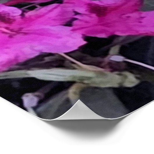 Roze Rhododendron Flowers Poster (Hoek)