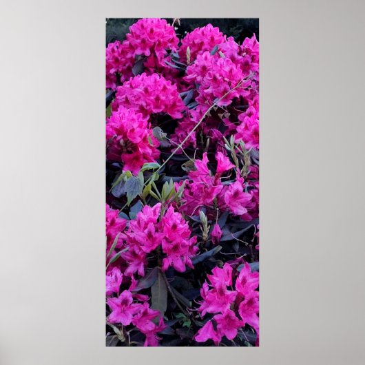 Roze Rhododendron Flowers Poster (Voorkant)