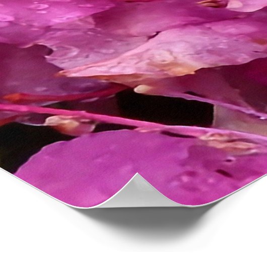 Roze Rhododendron Flowers Poster (Hoek)