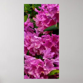 Roze Rhododendron Flowers Poster
