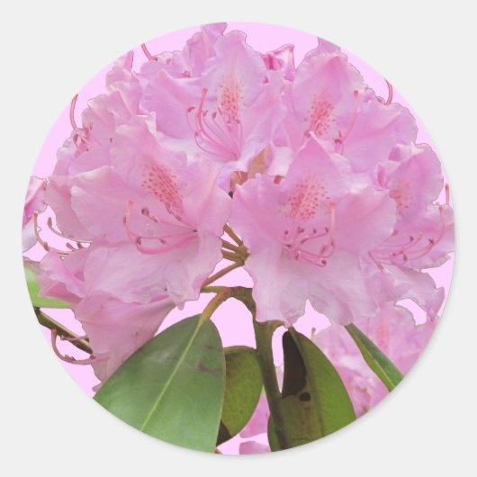 Roze Rhododendron Flowers Ronde Sticker (Voorkant)