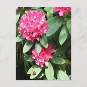 Roze Rhododendron met een klein Butterfly-Briefkaa Briefkaart