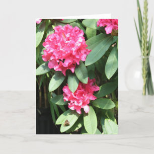 Roze Rhododendron met een klein Butterfly-groet Kaart