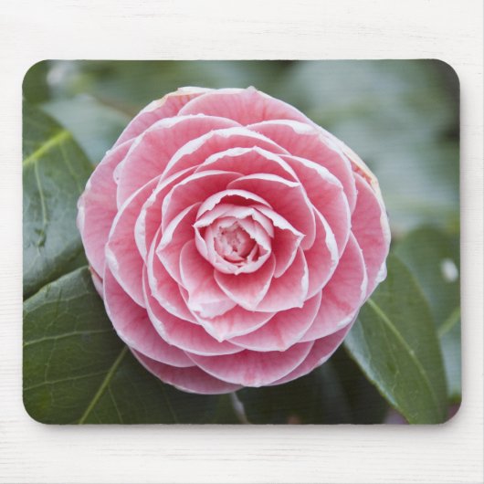 Roze Rhododendron Mousepad Muismat (Voorkant)