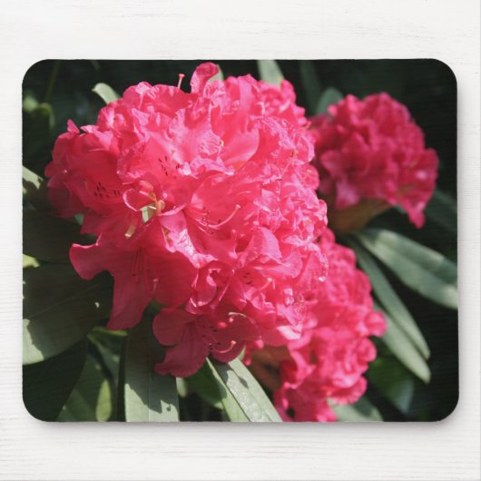 Roze Rhododendron Muismat (Voorkant)