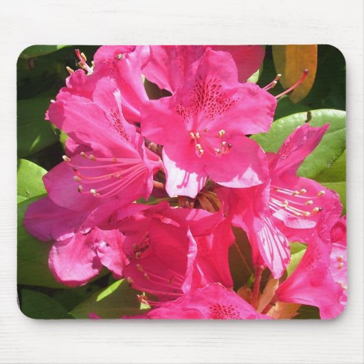 roze rhododendron muismat (Voorkant)