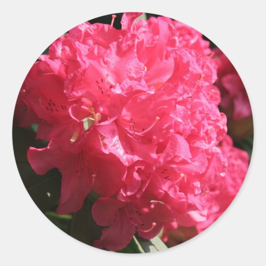 Roze Rhododendron Ronde Sticker (Voorkant)